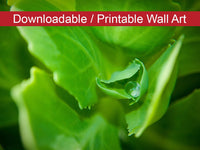 Cupped Droplet Botanical Nature Photo DIY Wall Decor Instant Download Print - Printable  - PIPAFINEART