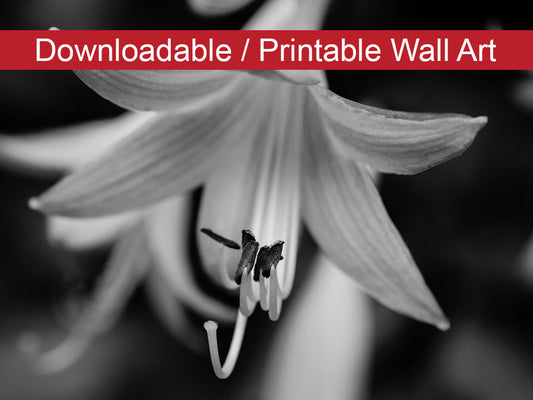 Hosta Bloom in Black & White Floral Nature Photo DIY Wall Decor Instant Download Print - Printable  - PIPAFINEART