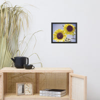 Aged Sunflowers Against Sky Floral Nature Photo Framed Wall Art Print