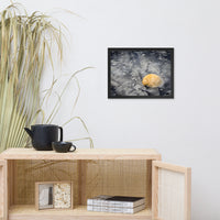 Black Sands and Seashell on the Shore Coastal Nature Photo Framed Wall Art Print
