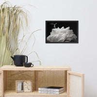 Delicate Rose Black and White Floral Nature Photo Framed Wall Art Print