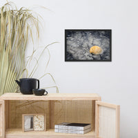 Black Sands and Seashell on the Shore Coastal Nature Photo Framed Wall Art Print