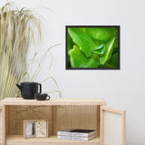 Cupped Droplet Botanical Nature Photo Framed Wall Art Print