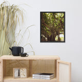 Banyan Tree With Glory Rays of Sunlight Tropical Botanical Nature Photo Framed Wall Art Print