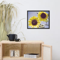Aged Sunflowers Against Sky Floral Nature Photo Framed Wall Art Print