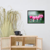 Be Still My Bleeding Heart Floral Nature Photo Framed Wall Art Print