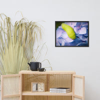 Actias Luna Larvae on Hydrangea Floral Nature Photo Framed Wall Art Print