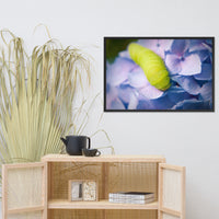 Actias Luna Larvae on Hydrangea Floral Nature Photo Framed Wall Art Print
