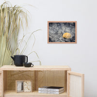 Black Sands and Seashell on the Shore Coastal Nature Photo Framed Wall Art Print