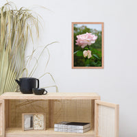 Admiration - Pink Rose Floral Nature Photo Framed Wall Art Print