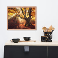 Old Magical Tree in Forest with Glory Rays Framed Wall Art Print