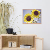 Aged Sunflowers Against Sky Floral Nature Photo Framed Wall Art Print