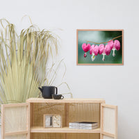 Be Still My Bleeding Heart Floral Nature Photo Framed Wall Art Print