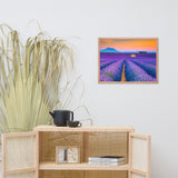 Blooming Lavender Field and Sunset Floral Landscape Framed Photo Paper Wall Art Prints