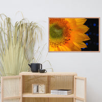 Close-up Sunflower Floral Nature Photo Framed Wall Art Print