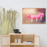 Be Still My Bleeding Heart Warm Summer Glow Floral Nature Photo Framed Wall Art Print