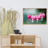 Be Still My Bleeding Heart Floral Nature Photo Framed Wall Art Print