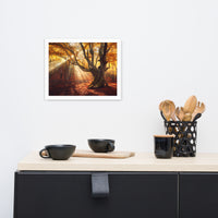 Old Magical Tree in Forest with Glory Rays Framed Wall Art Print