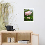 Admiration - Pink Rose Floral Nature Photo Framed Wall Art Print