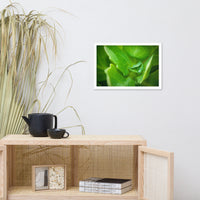 Cupped Droplet Botanical Nature Photo Framed Wall Art Print
