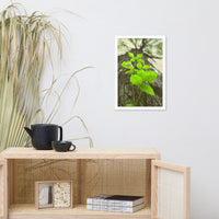Climbing The Tree Botanical Nature Photo Framed Wall Art Print