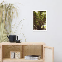 Banyan Tree With Glory Rays of Sunlight Tropical Botanical Nature Photo Framed Wall Art Print
