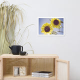 Aged Sunflowers Against Sky Floral Nature Photo Framed Wall Art Print