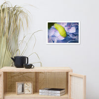 Actias Luna Larvae on Hydrangea Floral Nature Photo Framed Wall Art Print