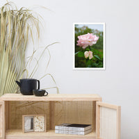 Admiration - Pink Rose Floral Nature Photo Framed Wall Art Print