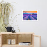 Blooming Lavender Field and Sunset Floral Landscape Framed Photo Paper Wall Art Prints