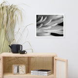 Droplets on Petals Black and White Floral Nature Photo Framed Wall Art Print