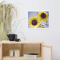 Aged Sunflowers Against Sky Floral Nature Photo Framed Wall Art Print