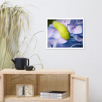 Actias Luna Larvae on Hydrangea Floral Nature Photo Framed Wall Art Print