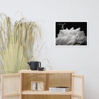 Delicate Rose Black and White Floral Nature Photo Framed Wall Art Print
