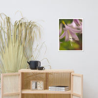 Close-up Hosta Bloom Floral Nature Photo Framed Wall Art Print