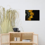 Backside of Sunflower Minimal Floral Nature Photo Framed Wall Art Print