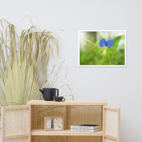 Asiatic Dayflower Floral Nature Photo Framed Wall Art Print