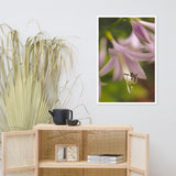 Close-up Hosta Bloom Floral Nature Photo Framed Wall Art Print