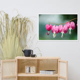 Be Still My Bleeding Heart Floral Nature Photo Framed Wall Art Print