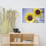 Aged Sunflowers Against Sky Floral Nature Photo Framed Wall Art Print