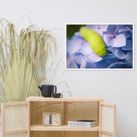 Actias Luna Larvae on Hydrangea Floral Nature Photo Framed Wall Art Print