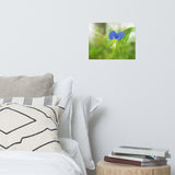Asiatic Dayflower Floral Nature Photo Loose Unframed Wall Art Prints