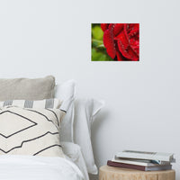 Bold and Beautiful Red Rose Floral Nature Photo Loose Unframed Wall Art Prints