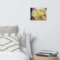Delicate Columbine Floral Nature Photo Loose Unframed Wall Art Prints