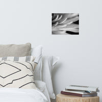 Droplets on Petals Black and White Floral Nature Photo Loose Unframed Wall Art Prints