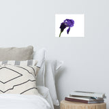 Iris On White Floral Nature Photo Loose Unframed Wall Art Prints