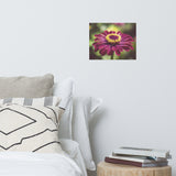 Moody Young-And-Old Age Pink Zinnia Floral Nature Photo Loose Unframed Wall Art Prints