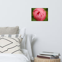 Peony Bud Floral Nature Photo Loose Unframed Wall Art Prints