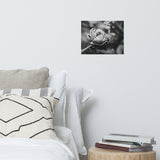 Perfect Petals Black and White Floral Nature Photo Loose Unframed Wall Art Prints