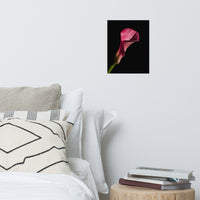 Pink Calla Lily Flower on Black Floral Nature Photo Loose Unframed Wall Art Prints